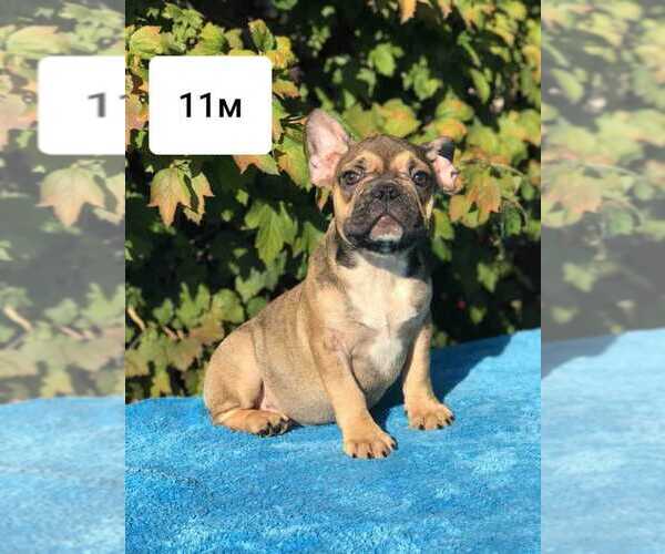 Medium Photo #3 French Bulldog Puppy For Sale in PHILA, PA, USA