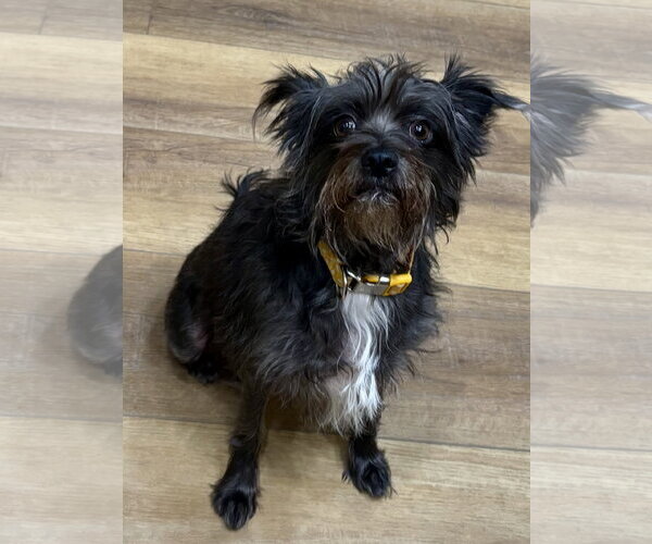 Medium Photo #3 Miniature Schnauzer-Unknown Mix Puppy For Sale in Fort Wayne, IN, USA
