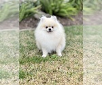 Small Photo #1 Pomeranian Puppy For Sale in STKN, CA, USA
