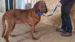 Bloodhound Puppy for sale in LANCASTER, PA, USA