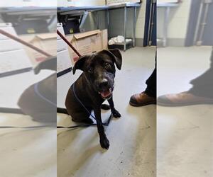 Labrador Retriever-Unknown Mix Dogs for adoption in Corpus Christi, TX, USA
