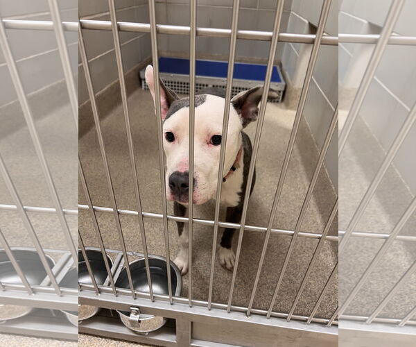 Medium Photo #8 American Pit Bull Terrier Puppy For Sale in Virginia Beach, VA, USA