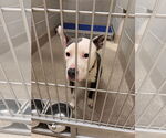 Small #7 American Pit Bull Terrier
