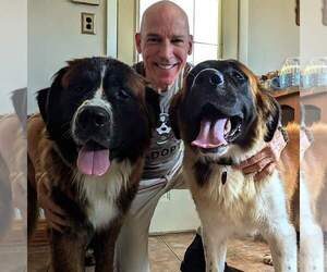 Saint Bernard Dogs for adoption in Hewitt, NJ, USA