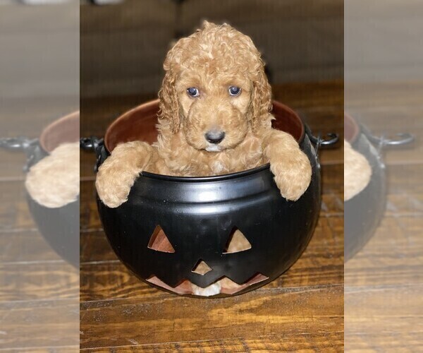 Medium Photo #2 Goldendoodle Puppy For Sale in FRONTENAC, KS, USA