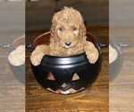 Small Photo #2 Goldendoodle Puppy For Sale in FRONTENAC, KS, USA