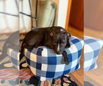 Small #16 Staffordshire Bull Terrier Mix