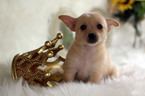 Small Photo #8 Chihuahua Puppy For Sale in HOUSTON, TX, USA