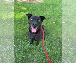 Labrador Retriever-Unknown Mix Dogs for adoption in San Diego, CA, USA
