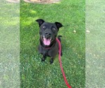 Small Labrador Retriever Mix