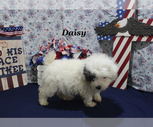 Medium Photo #15 Poodle (Toy) Puppy For Sale in CHANUTE, KS, USA