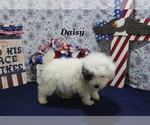 Small #14 Poodle (Toy)
