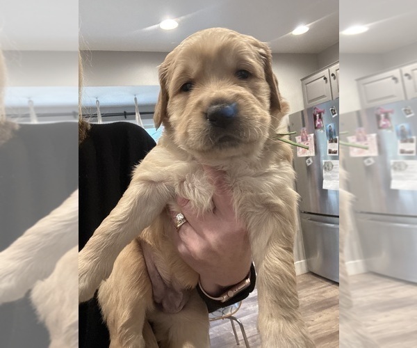 Medium Photo #4 Golden Retriever Puppy For Sale in GRAND RAPIDS, MI, USA