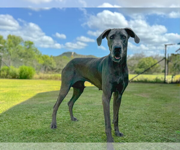 Medium Photo #4 Great Dane Puppy For Sale in PIPE CREEK, TX, USA