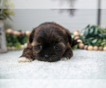 Small #1 Shorkie Tzu