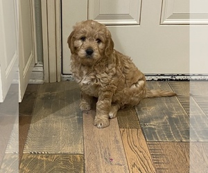 Golden Retriever-Goldendoodle Mix Puppy for sale in YORBA LINDA, CA, USA