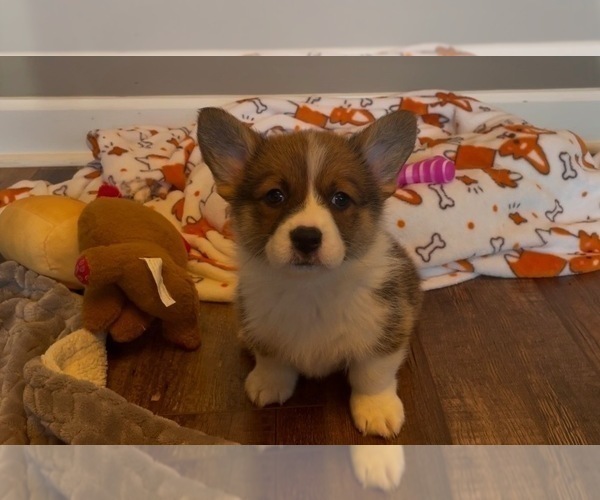 Medium Photo #7 Pembroke Welsh Corgi Puppy For Sale in GUTHRIE, KY, USA