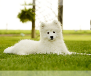 Samoyed Puppy for sale in BONDUEL, WI, USA