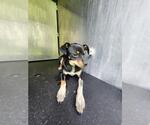 Small Mutt