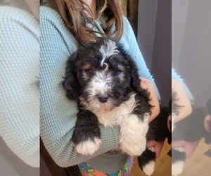 F2 Aussiedoodle Puppy for sale in WOODFORD, WI, USA
