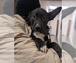Small #10 Mutt