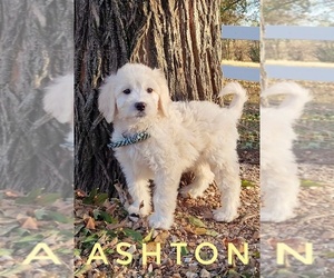 Goldendoodle Puppy for sale in GOLDEN CITY, MO, USA