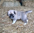 Small Photo #6 Anatolian Shepherd-Great Pyrenees Mix Puppy For Sale in ROBSTOWN, TX, USA