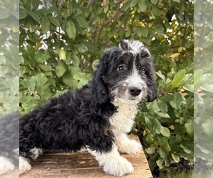 Bernedoodle (Miniature) Puppy for sale in MIDDLEBURY, IN, USA