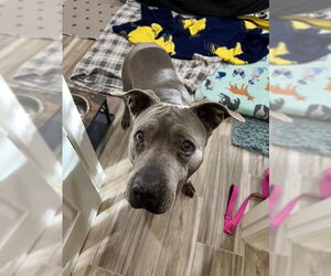 Rayna - Female American Pit Bull Terrier-American Staffordshire Terrier Mix Dog for Adoption - Photo #3