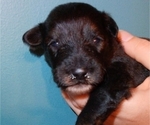 Small Photo #8 Collie-Poodle (Miniature) Mix Puppy For Sale in PERU, IN, USA