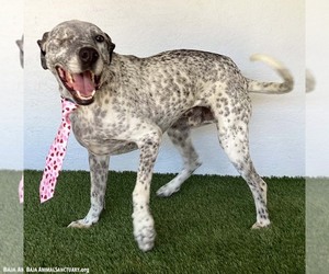 Snipes - Male Dalmatian-German Shorthaired Pointer Mix Dog for Adoption - Photo #3
