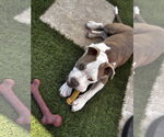 Small #4 American Pit Bull Terrier Mix