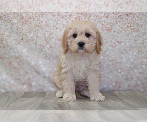 Cavapoo Puppy for sale in MARIETTA, GA, USA