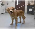 Small Mutt