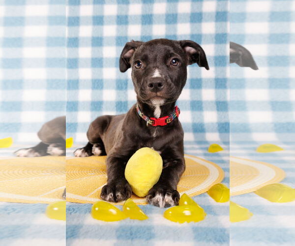 Medium Photo #4 American Staffordshire Terrier-Unknown Mix Puppy For Sale in McKinney, TX, USA