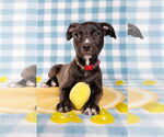 Small #3 American Staffordshire Terrier Mix