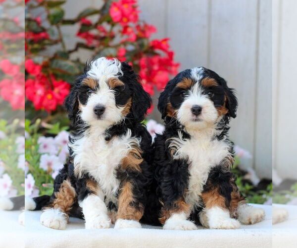 Medium Photo #2 Bernedoodle (Miniature) Puppy For Sale in LITITZ, PA, USA