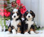 Small #1 Bernedoodle (Miniature)