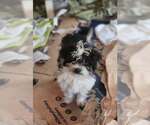Vizzini - Male Mutt Dog for Adoption - Small photo