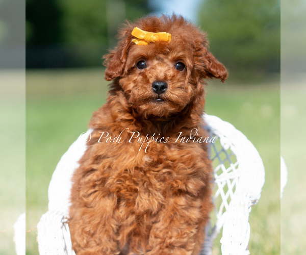 Medium Photo #15 Poodle (Miniature) Puppy For Sale in WARSAW, IN, USA