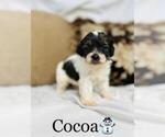 Small Photo #7 Cockapoo Puppy For Sale in ALGOOD, TN, USA
