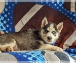 Small Photo #5 Siberian Husky Puppy For Sale in QUARRYVILLE, PA, USA