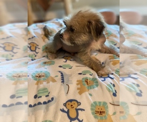 Chinese Crested Puppy for sale in FLORISSANT, MO, USA