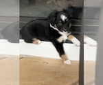 Puppy Dollface Dolly Miniature Australian Shepherd