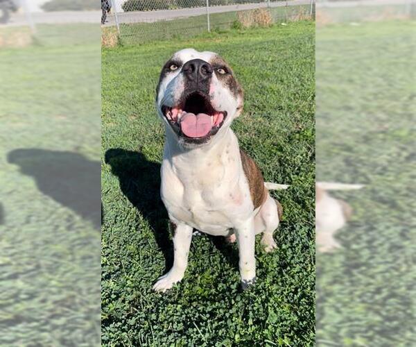 Medium Photo #2 Staffordshire Bull Terrier-Unknown Mix Puppy For Sale in Rosenberg, TX, USA