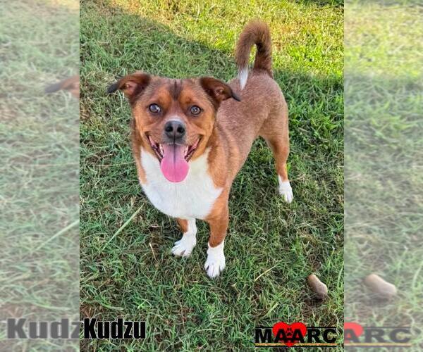 Medium Photo #1 Mutt Puppy For Sale in Maryville, TN, USA