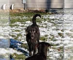 Small Photo #3 Labrador Retriever Puppy For Sale in GOSHEN, IN, USA