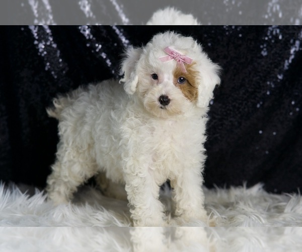 Medium Photo #3 Poodle (Toy) Puppy For Sale in WARSAW, IN, USA