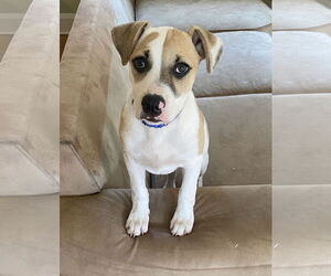 American Pit Bull Terrier-Unknown Mix Dogs for adoption in pomfret, CT, USA