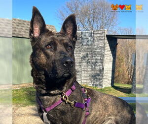 German Shepherd Dog-Unknown Mix Dogs for adoption in Center Township, PA, USA